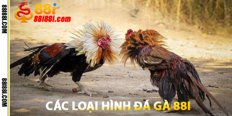 Đá Gà 88i – Trường Gà Trực Tuyến, An Toàn, Minh Bạch 2 Các Loại Hình Đá Gà 88i